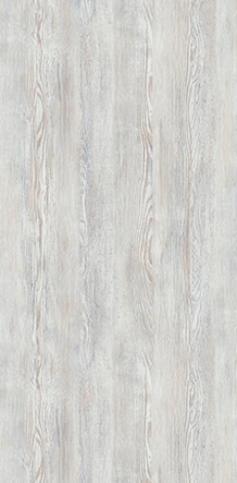 Сосна натти